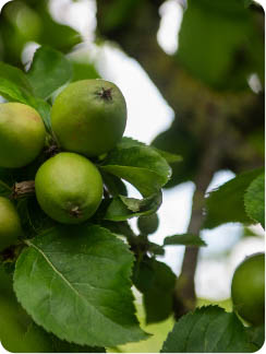 appel