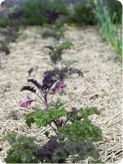 plant